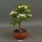 Preview: Bonsai, Crataegus, Weissdorn